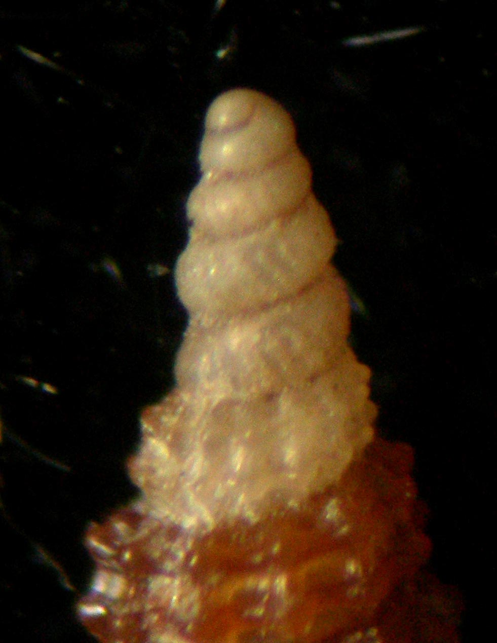 cerithiopsis scalaris